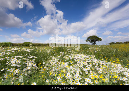 Einsamer Baum in einem Feld voller wilden Gänseblümchen und gelbe Blüten an einem hellen und fröhlichen Sommertag auf dem Lande Stockfoto