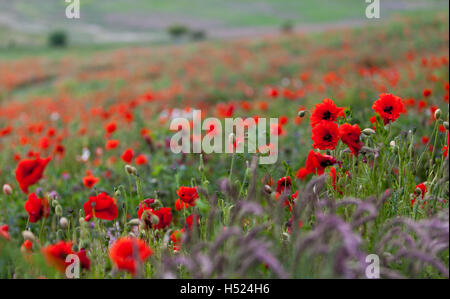 Ein Feld voller leuchtend rote Mohnblumen in der Sommerzeit in Northumberland Stockfoto