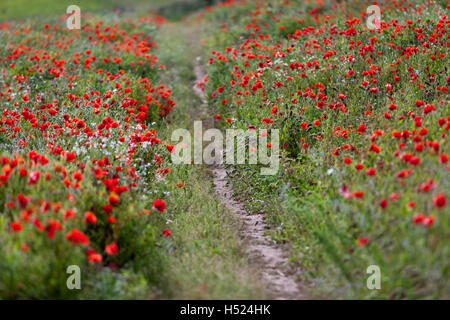 Ein Feld voller leuchtend rote Mohnblumen mit einem Wanderweg schlängelt sich durch sie in der Sommerzeit in Northumberland Stockfoto