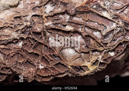 Boxwork Bildung, Wind Cave National Park, Black Hills, South Dakota. Stockfoto