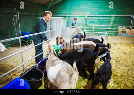 Frau und Mann eine kleine Herde von Ziegen im Stall füttern. Stockfoto