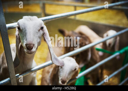 Kleine Herde von Ziegen im Stall, Blick in die Kamera. Stockfoto