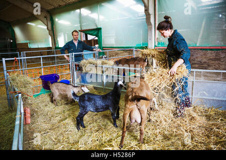 Mann und Frau in einem Stall mit Ziegen, Stroh auf dem Boden verstreuen. Stockfoto