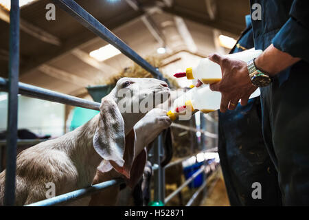 Nahaufnahme von Ziegen wird in eine stabile Flasche. Stockfoto