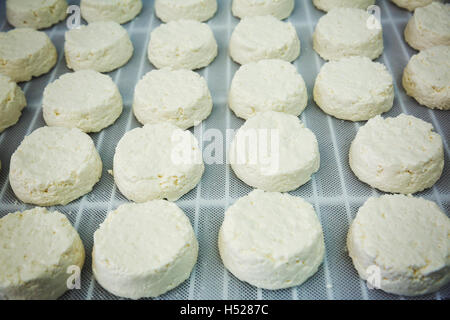 Nahaufnahme von frischem Ziegen Käse in einer Molkerei. Stockfoto