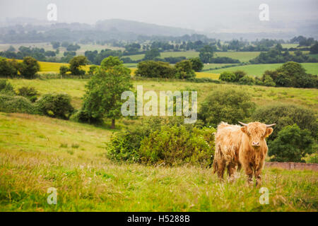 Braun Highland Kuh in einem Feld. Lange braune struppiges Fell und Hörner Stockfoto