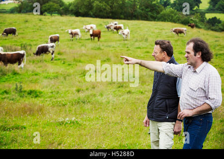 Zwei Männer und eine Herde von English Longhorn-Rinder auf einer Weide. Stockfoto