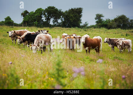 Herde von English Longhorn-Rinder auf einer Weide. Stockfoto