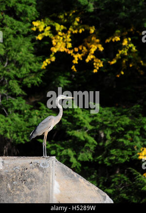 Ein Great Blue Heron steht auf einer alten Brücke Pylon auf ein Herbstnachmittag. Stockfoto