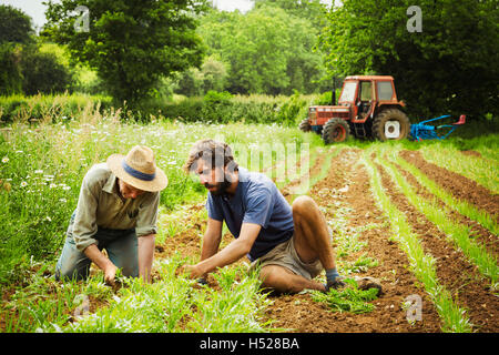 Zwei Männer tendenziell Reihen von kleinen Pflanzen in einem Feld. Stockfoto