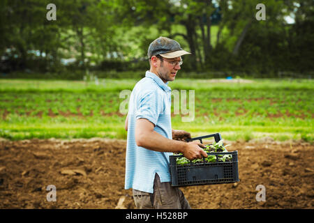 Ein Mann mit einem Tablett voller Sämlinge über ein Feld. Stockfoto