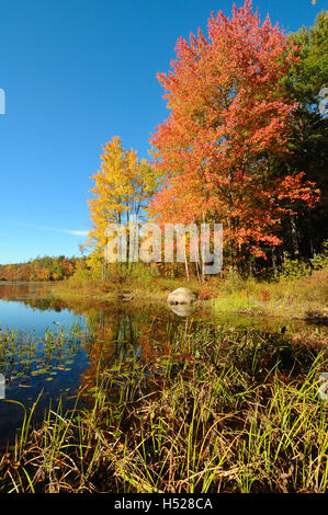 Herbstlaub an einem Teich in Hopkinton, New Hampshire, USA. Stockfoto