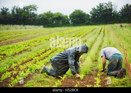 Zwei Männer Knien in einem Feld tendenziell kleine Pflanzen in Reihen. Stockfoto