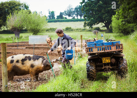 Eine Frau, die klettern über den Zaun eines Stiftes, ein Schwein neben ATV voller Eimer zu ernähren. Stockfoto