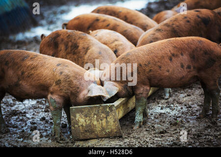 Eine Gruppe von Schweinen aus einem Trog Essen. Stockfoto