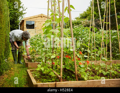 Ein Mann, der arbeitet in seinem Garten, Jäten Hochbeete. Gerätehaus. Stockfoto