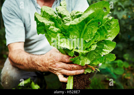 Ein Gärtner hält einen frisch gepflückten Salat. Stockfoto