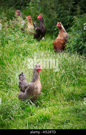 Kleine Herde von heimischen Hühnern in einem Garten. Stockfoto