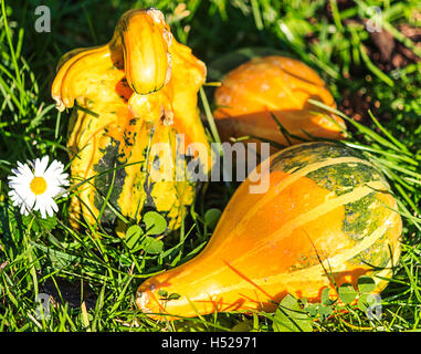 Kleine bunte dekorative Kürbisse in der Wiese Stockfoto