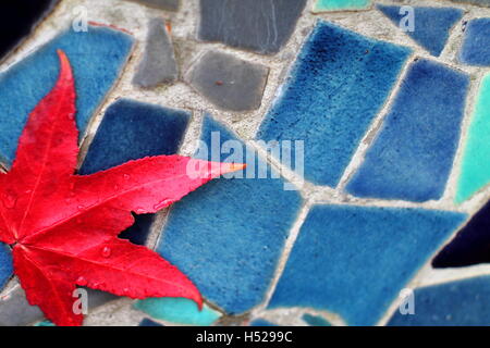 Karminrote rote japanische Ahornblatt am blaugrünen Keramikfliesen. Stockfoto