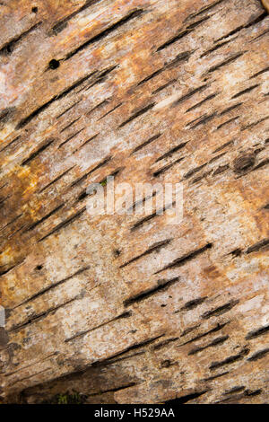 Nahaufnahme der Rinde eines Birchbaums (Betula Pendula) mit satten Farben und charakteristischen schwarzen Markierungen. Stockfoto