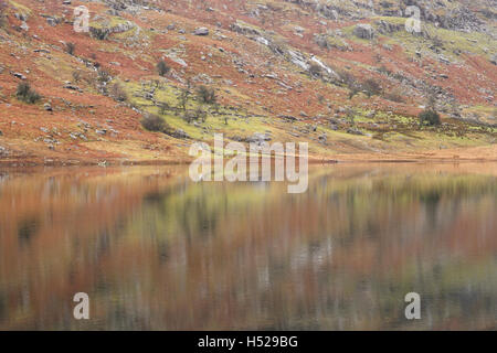 Spiegel ruhige Reflexionen von Wald und Berghängen in Llynnau Mymbyr, einem See in der Nähe von Capel Curig in Snowdonia, Gwynedd, Nordwales, Großbritannien. Stockfoto