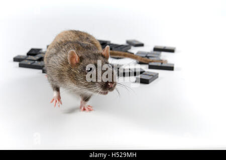 Intelligente und lustige Tiere Deko Ratte spielen Schach Stockfoto