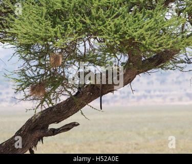 Leoparden ruht auf dem Ast eines Baumes im Tarangire Nationalpark, Tansania, Afrika, Afrika Stockfoto