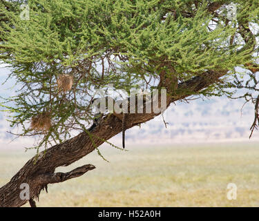 Leoparden ruht auf dem Ast eines Baumes im Tarangire Nationalpark, Tansania, Afrika, Afrika Stockfoto