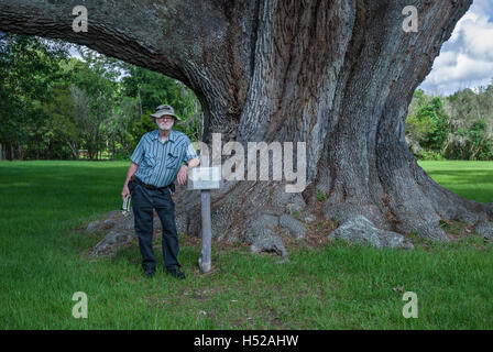 Die Cellon Oak Park in der Nähe von Gainesville, Florida, enthält die Florida State Champion Live Oak.  Es ist ein Alachua County Park. Stockfoto