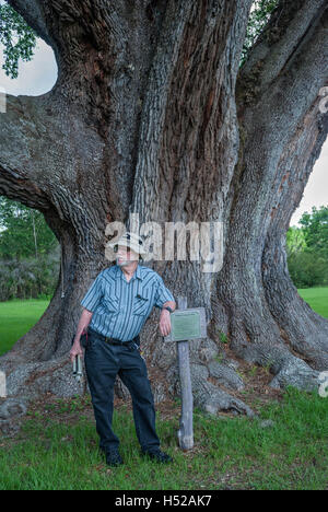 Die Cellon Oak Park in der Nähe von Gainesville, Florida, enthält die Florida State Champion Live Oak.  Es ist ein Alachua County Park. Stockfoto