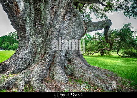 Die Cellon Oak Park in der Nähe von Gainesville, Florida, enthält die Florida State Champion Live Oak.  Es ist ein Alachua County Park. Stockfoto