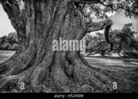 Die Cellon Oak Park in der Nähe von Gainesville, Florida, enthält die Florida State Champion Live Oak.  Es ist ein Alachua County Park. Stockfoto