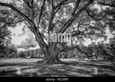 Die Cellon Oak Park in der Nähe von Gainesville, Florida, enthält die Florida State Champion Live Oak.  Es ist ein Alachua County Park. Stockfoto