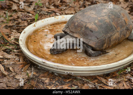Die Gopher-Schildkröte ist eine Spezies der Gattung Gopherus heimisch in den südöstlichen Vereinigten Staaten.  Gopherus Polyphemus. Stockfoto