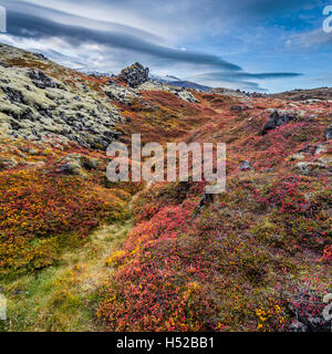 Lava und Moos Landschaft im Herbst, Snaefellsjökull Nationalpark, Island Stockfoto