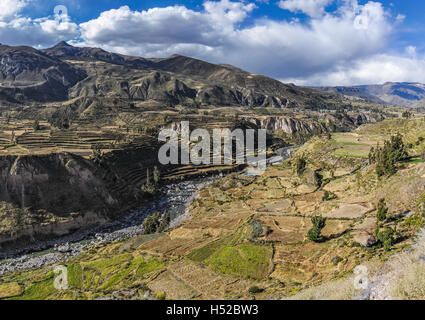 Panoramablick auf den Terrassen in der tiefen Colca Canyon, Peru Stockfoto