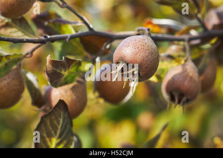 Nahaufnahme des gemeinsamen Mispel Frucht wächst auf Baum Stockfoto