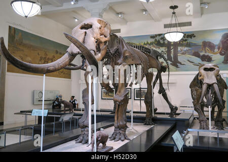 American Museum of Natural History, New York Stockfoto