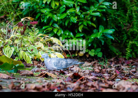 Wilde Ringeltaube Nahrungssuche unter Laub im Herbst in einem englischen Garten in Süd-England Stockfoto