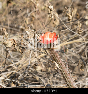 Kaktusblüte wachsen entlang dem Inka-Trail mit trockenem Laub im Hintergrund Stockfoto