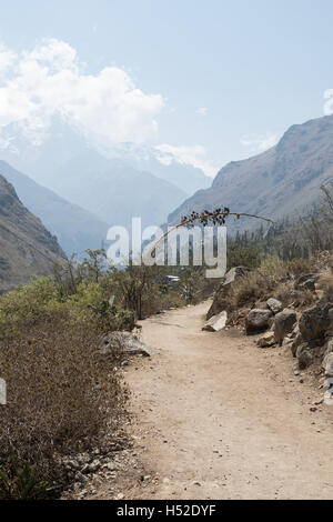 Blick auf den Inka-Trail Schmutz Pfad entlang der erste Tag mit viel Grün, Berge und Wolken im Hintergrund Stockfoto