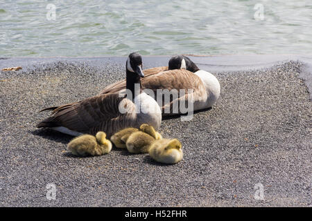 Familie von Kanada Gänse (Branta Canadensis), zwei Erwachsene und vier Gänsel, ruht auf der Seite Fairhaven Sees in Lytham. Stockfoto