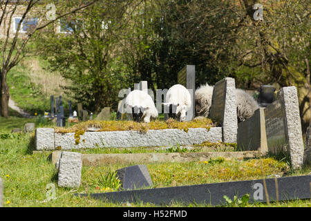 Zwei Lämmer unter Schafe grasen auf den Grabsteinen auf dem Kirchhof der St.-Petri Kirche im Dorf Walsden. Stockfoto