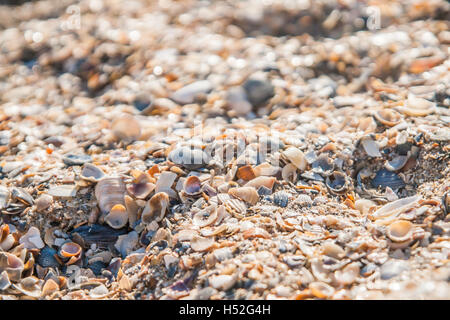 Hintergrund der farbigen Muscheln. Stockfoto