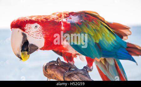 Ara Papagei eine Traube Essen. Stockfoto