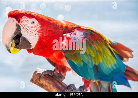 Ara Papagei eine Traube Essen. Stockfoto