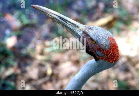 Brolga, northern Territory Australien Stockfoto