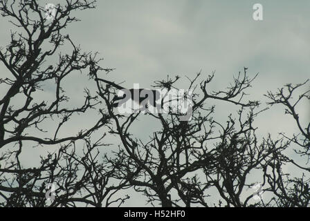 Ein Mantled Brüllaffen Silhouette gegen den Himmel, greifen mit ihren Greifschwanz wie es springt von Ast zu Ast. Stockfoto