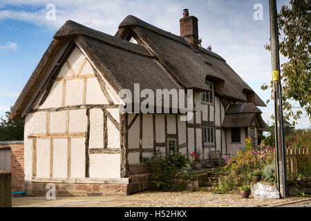 Großbritannien, England, Cheshire, Tiverton, Huxley Lane, Holz gerahmt, Rose Reetdachhaus Stockfoto